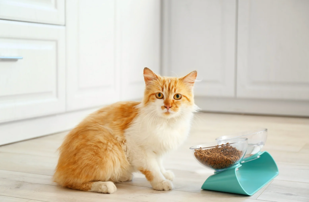 cats, cat food, best cat food, cat refusing to eat, funny cat videos, pets, picky cats, cat treats