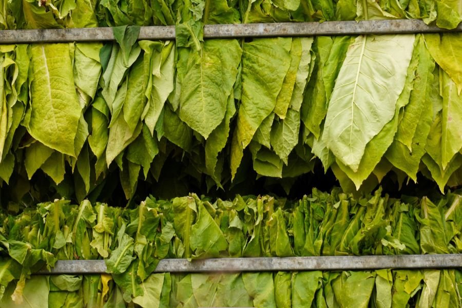 immigration; undocumented immigrants; migrant workers; illegal immigrants; illegal aliens; illegal immigrants Medicaid