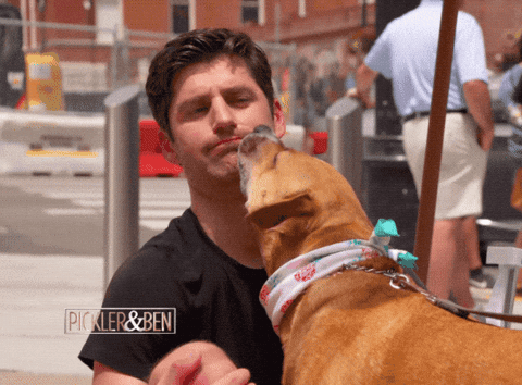 lick, licking, face, dogs, dog