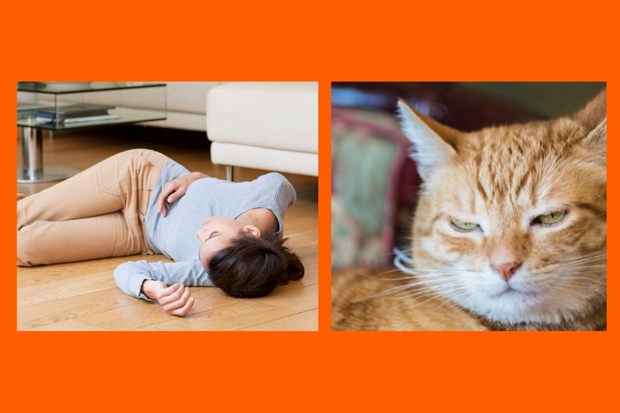 cats, fake fainting, cat experiment, love, pets, humans