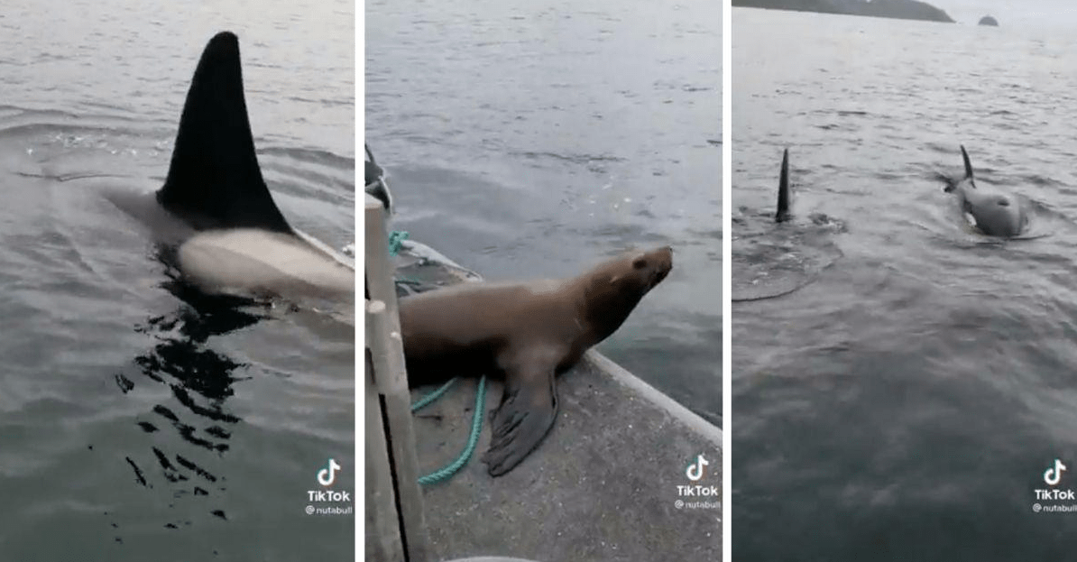 seals, orcas, killer whales, orca attack, boats, pacific northwest,
