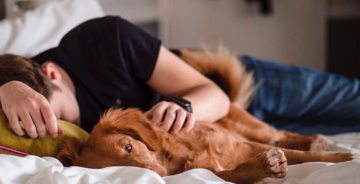 dog, tired, exhausted, bed, psychology, pillow,