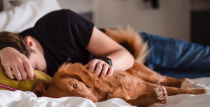 dog, tired, exhausted, bed, psychology, pillow,