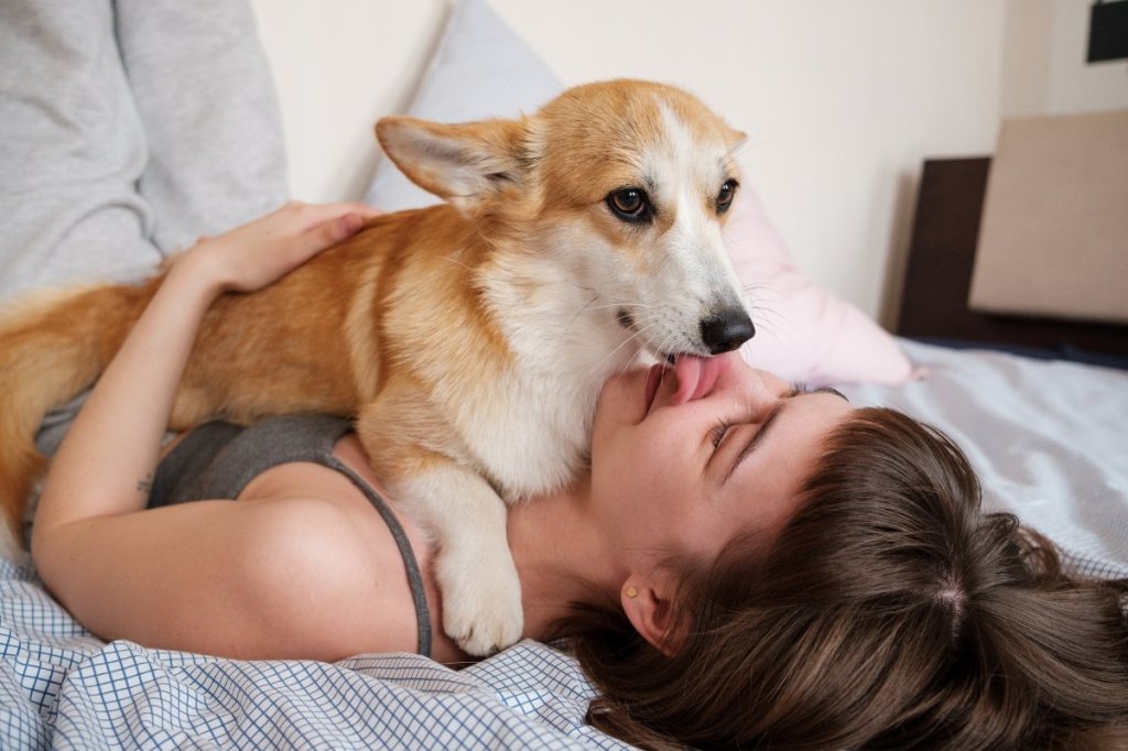 dogs, dog mouths clean, dog tongues, dog licking, should you let a dog lick your face