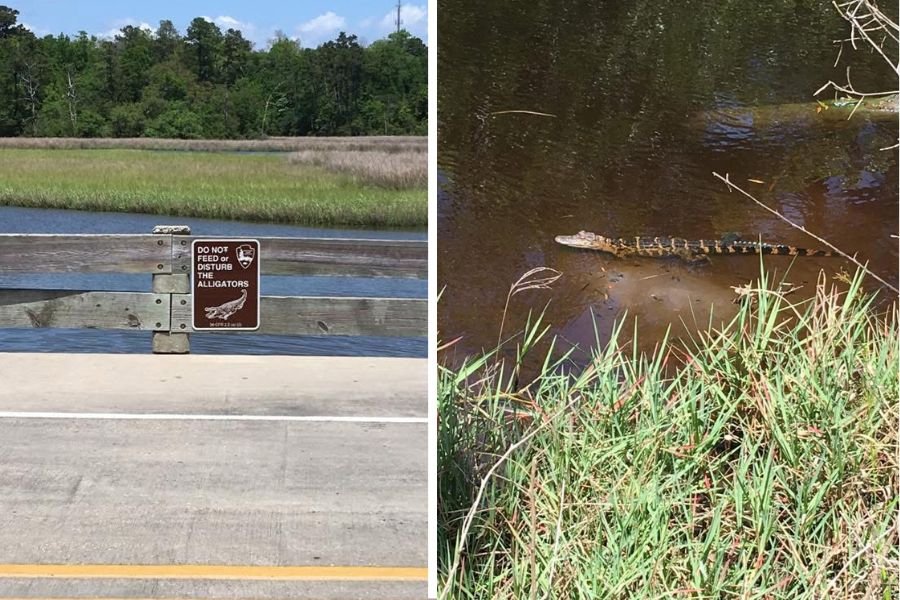 giant squid; Mississippi Gulf Coast; gulf coast; Gulf of Mexico; sperm whales; sperm whale squid battles