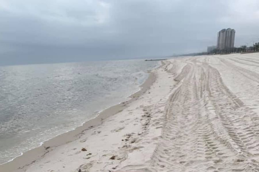 giant squid; Mississippi Gulf Coast; gulf coast; Gulf of Mexico; sperm whales; sperm whale squid battles