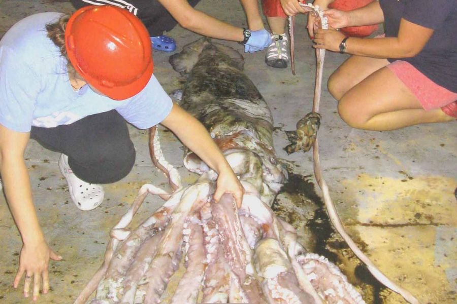 giant squid; Mississippi Gulf Coast; gulf coast; Gulf of Mexico; sperm whales; sperm whale squid battles