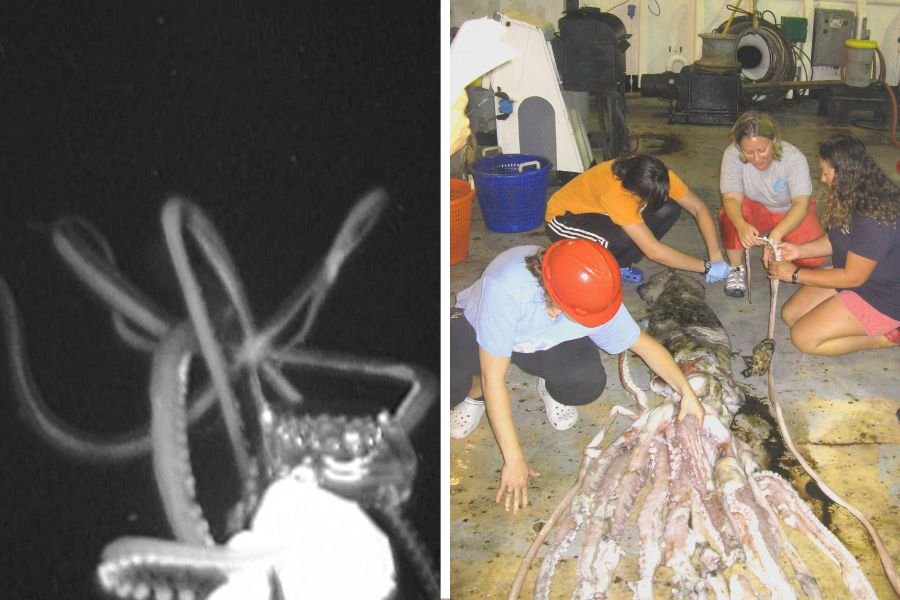 giant squid; Mississippi Gulf Coast; gulf coast; Gulf of Mexico; sperm whales; sperm whale squid battles