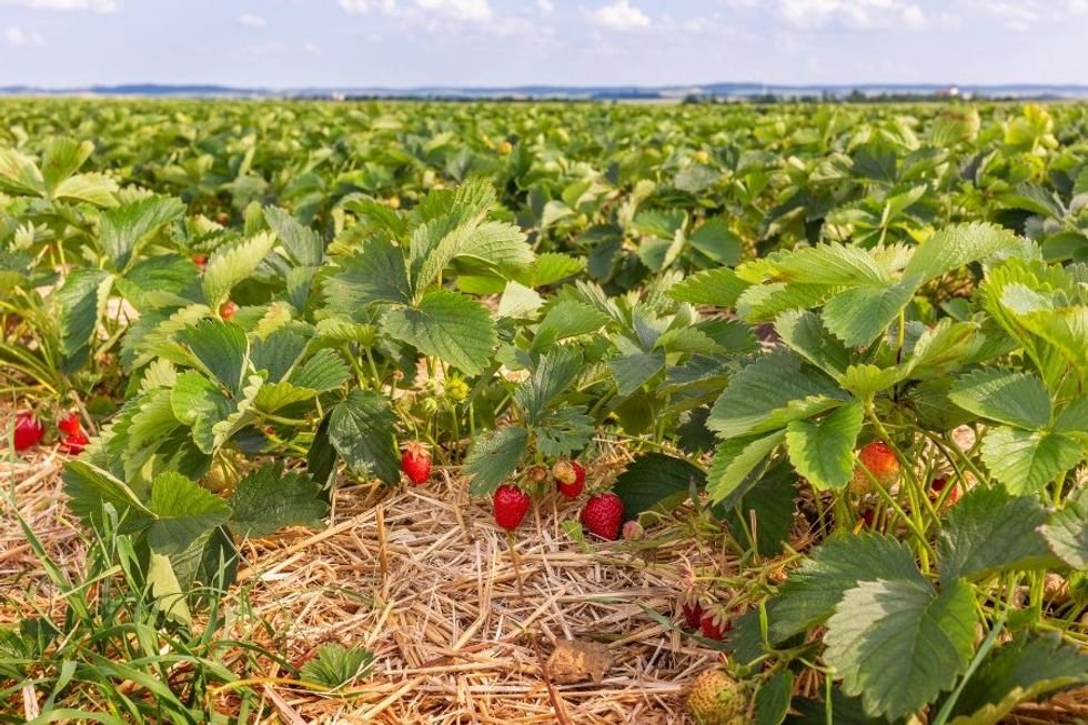 strawberries, strawberry fields, fields, farming, traditional 