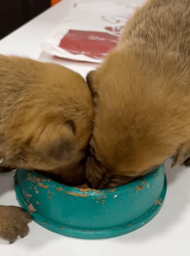 dogs, dog stories, vet, veterinarian, feel good stories, positive news, istanbul, puppies
