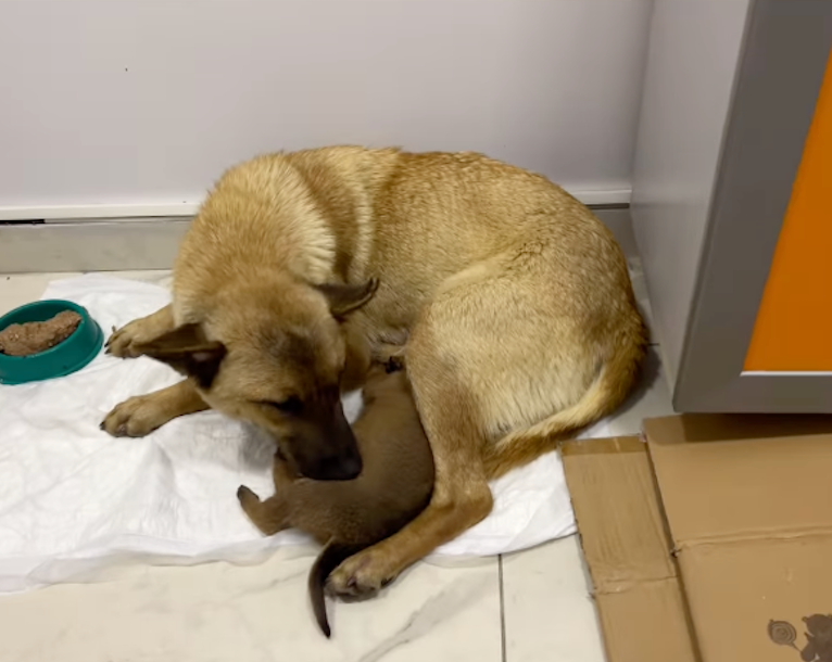 dogs, dog stories, vet, veterinarian, feel good stories, positive news, istanbul, puppies