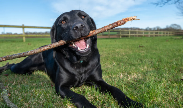 black labrador, dogs, dog-walkers, kind nieghbors, stevieticks, bristol, uk