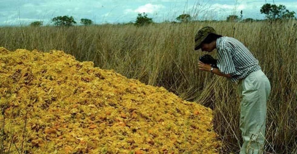 natural wonders, nature, recycling, conservation, environment, oranges, orange peels, dumps