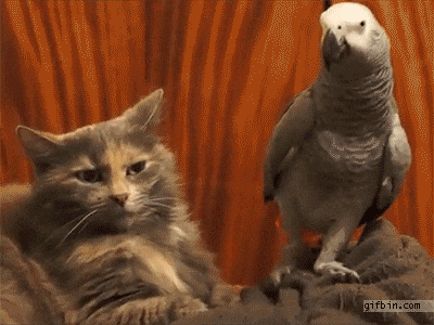 animals, parrot, cat, talking birds, bird, funny animals. gif