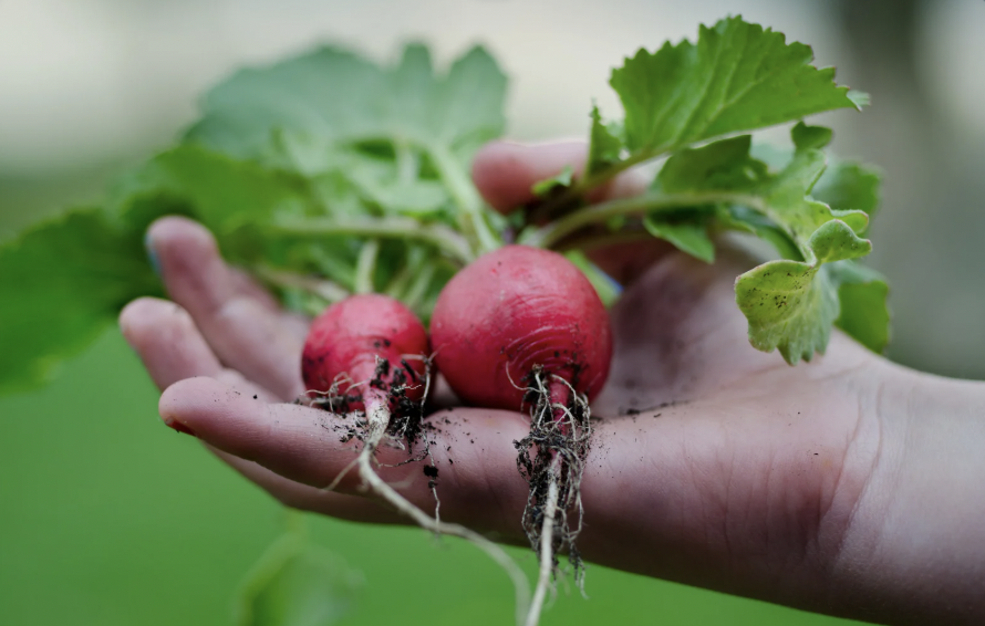 frugal, frugal life, frugal tips saving money, money, economy, inflation, cheap meals, living frugally