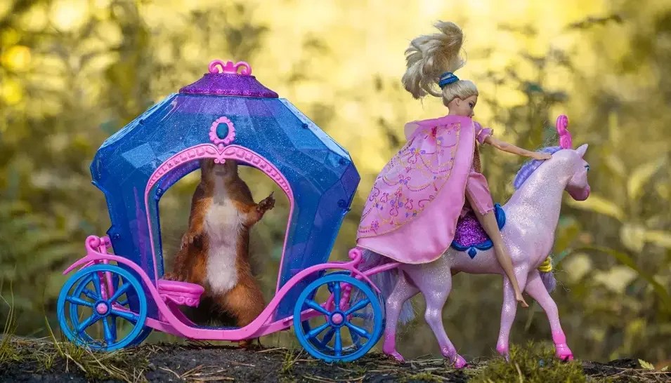 niki colemont, photography, squirrels, wildlife, nature, animals, 