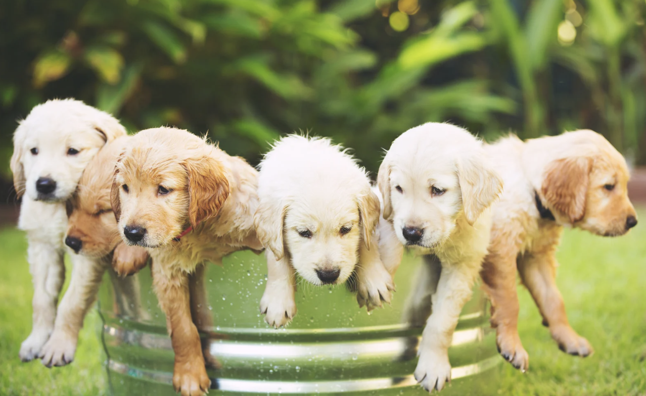 golden retriever, dogs, cats, cat rescue, dog rescue, day care, doggy day care