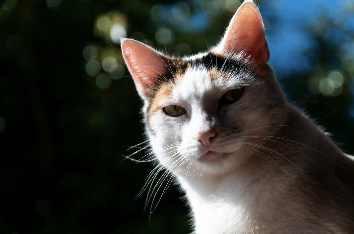 cats, dogs, golden retrievers, doggy daycare, day care, animal rescue 