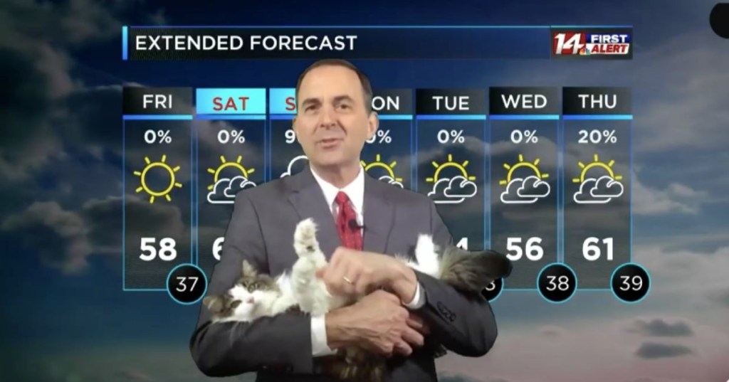 weatherman, meteorologist, weather, tv news, nightly news, cat, animals, pets, companionship, love, humor, funny