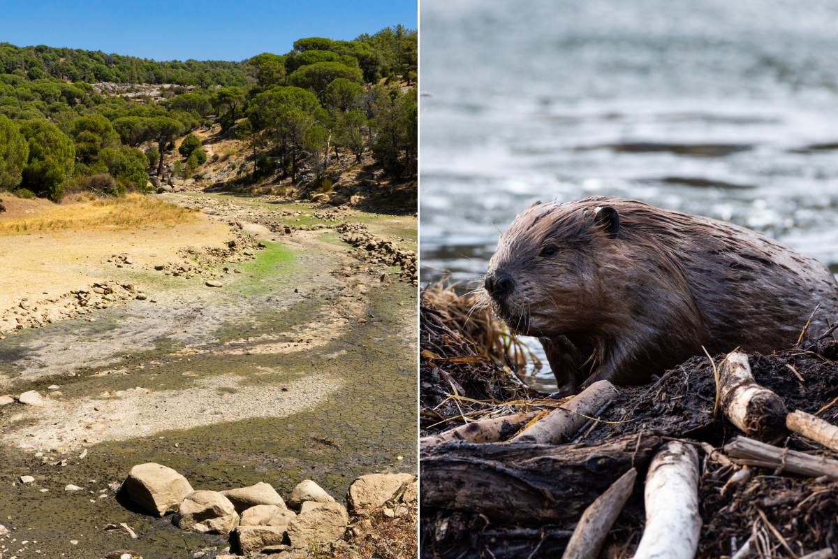 Beavers were brought to the desert to save a dying river. 6 years later, here are the results.