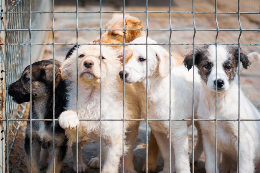 animal rescue, animal welfare, animal shelter, pet adoption, pet fostering