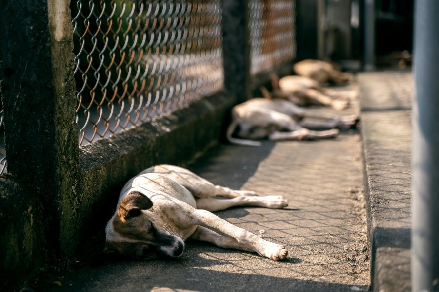 stray dogs, animal shelter, animal rescue, pet adoption, foster dogs