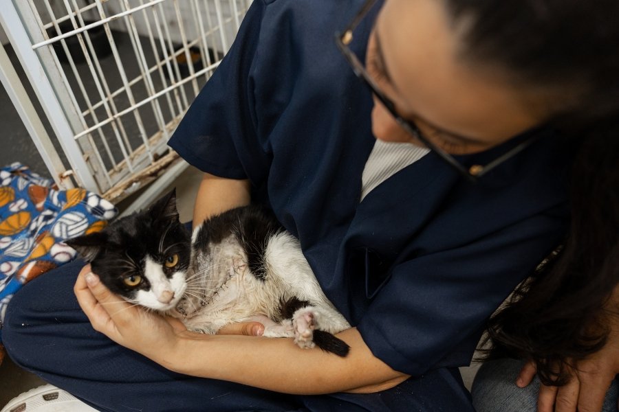 animal rescue, animal shelters, no kill shelter, pet adoption, foster pets