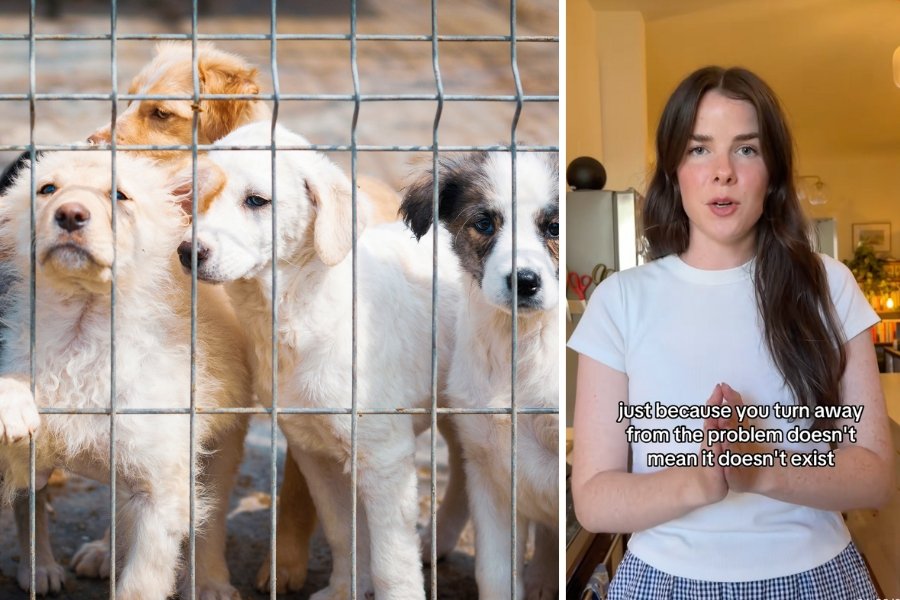 Popular pet rescue advocate explains why she supports 'kill shelters' and it's eye-opening