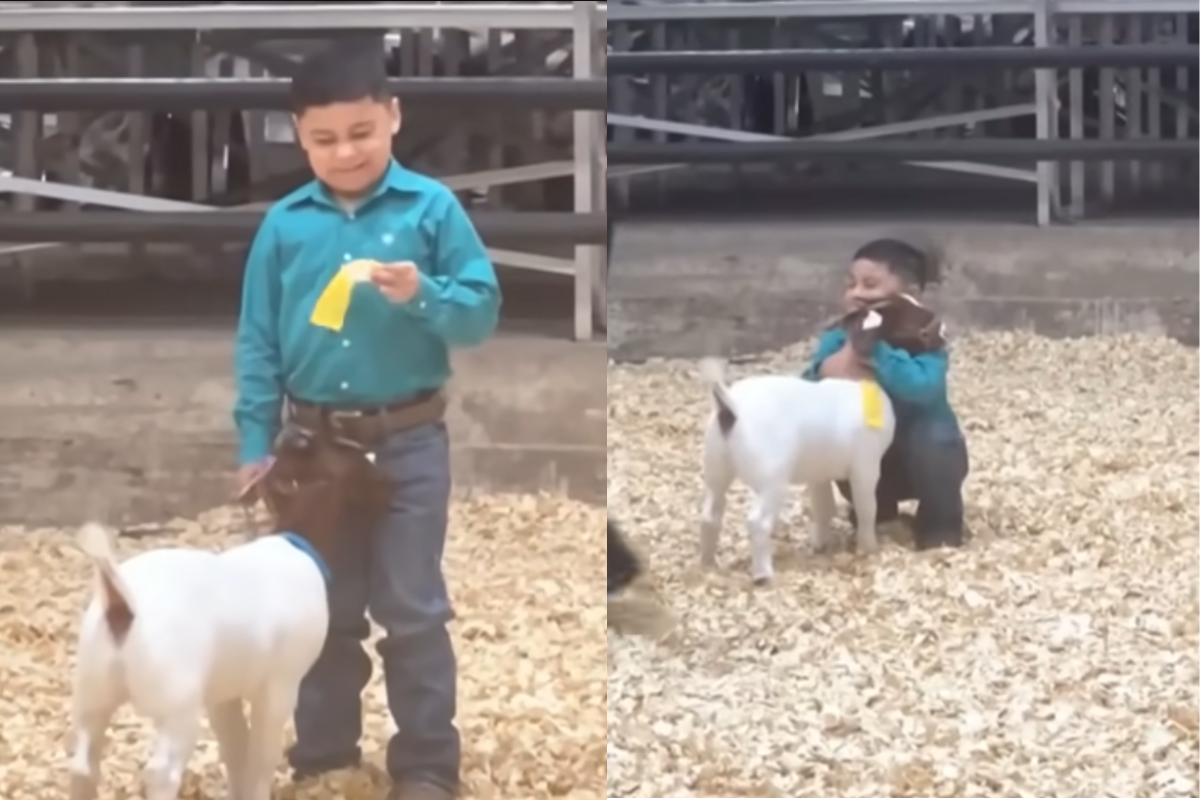 5-year-old boy's adorable reaction to placing fourth in goat showing contest has hearts melting