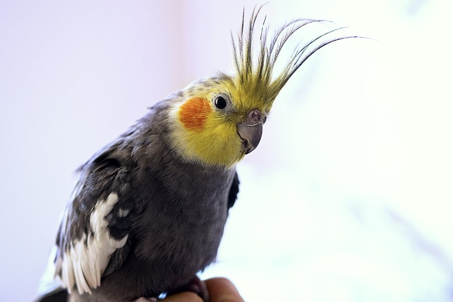 cockatiel, pet bird, singing bird, september, earth wind & fire