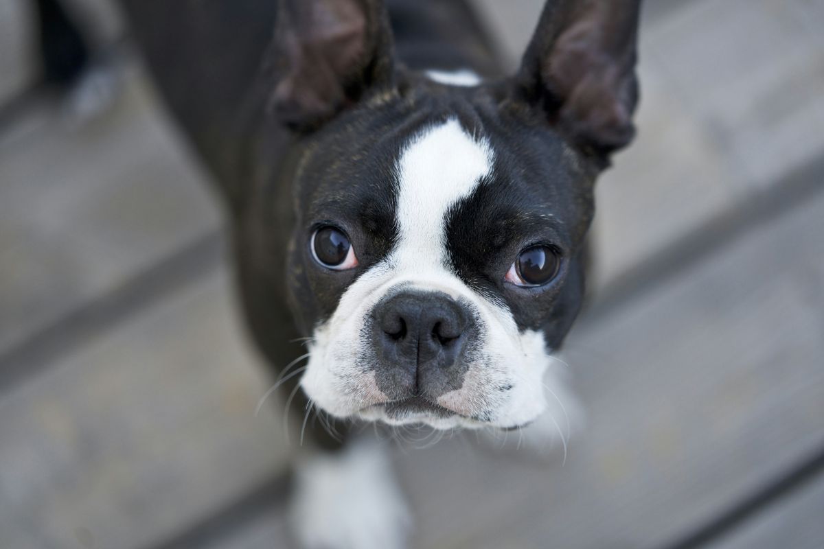 kids, puppies, dogs, animals, pets, cancer, death, fathers, dads, family, love, heartwarming