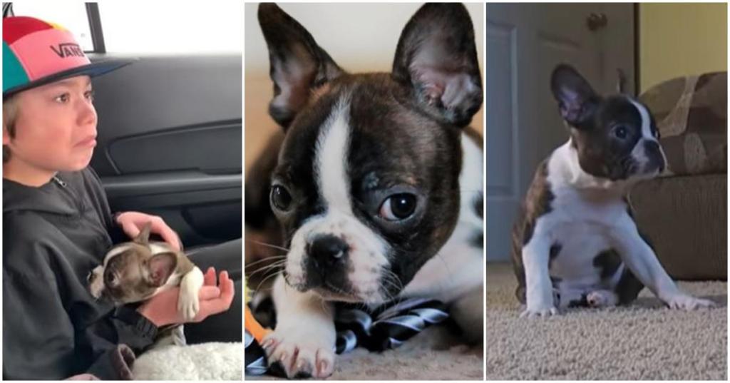 kids, puppies, dogs, animals, pets, cancer, death, fathers, dads, family, love, heartwarming