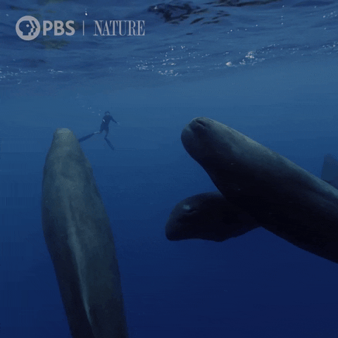 sperm whales, ocean, whale behavior, cetaceans, marine biology