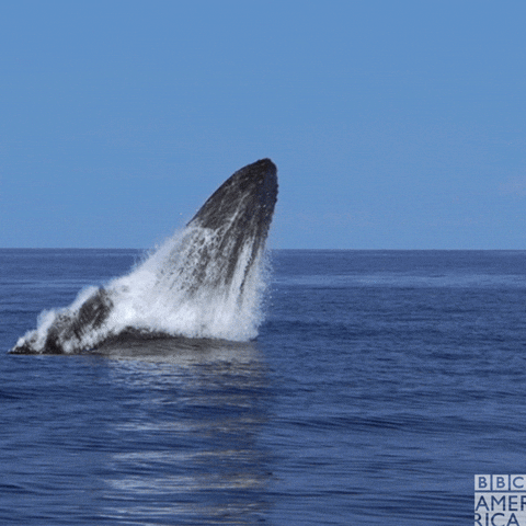 orcas, killer whales, humpback whales, ocean, wildlife, ocean life, marine life, national geographic, viral videos, nature, animals