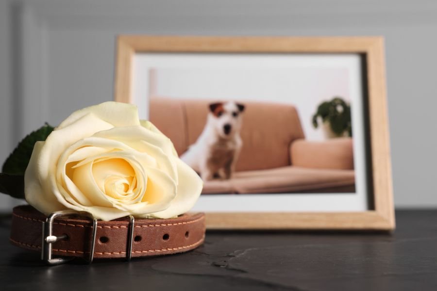 pet grief, losing a pet, pet memorial, humane euthanasia, rescue dog