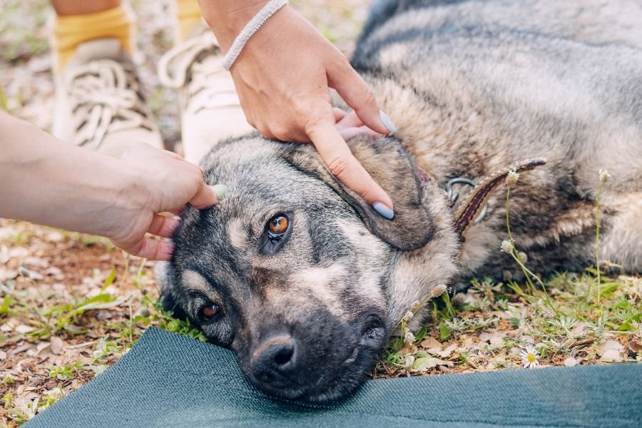 Touching video shows blind senior dog being spoiled for 28 days before being put to sleep