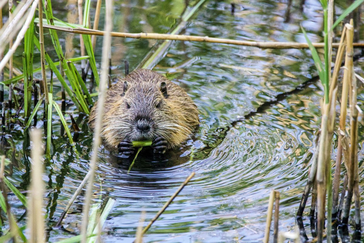 beavers, beaver dam, animals, wildlife, ecosystem, nature, earth, sustainability, deserts, waterways, rivers, pollution, climate change