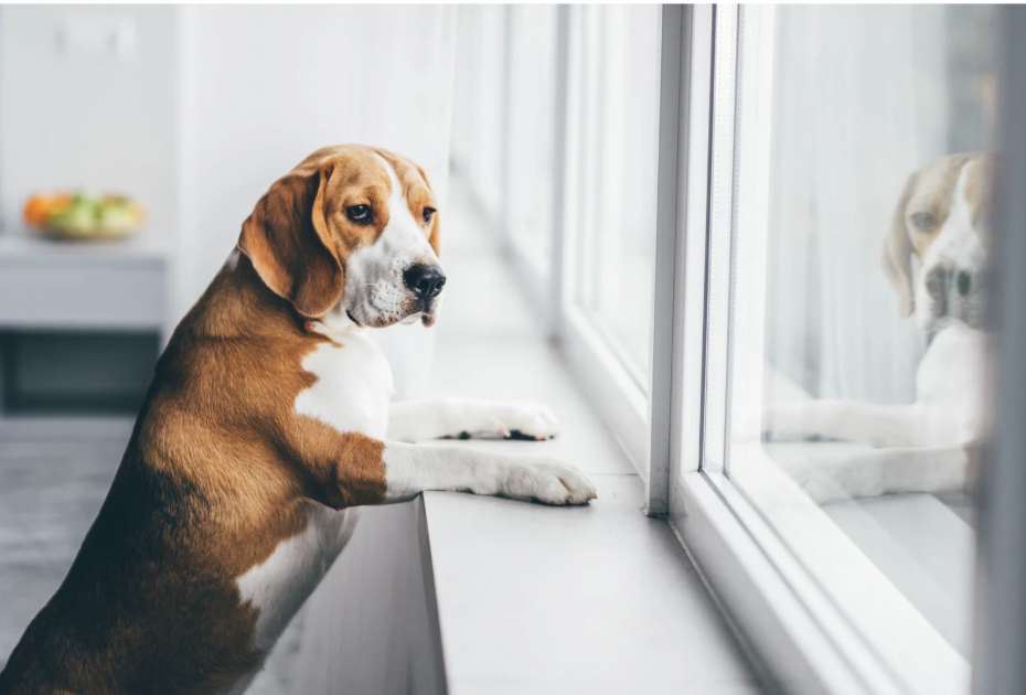 dogs, pets, dog anxiety, dog studies, dog psychology, pet psychology