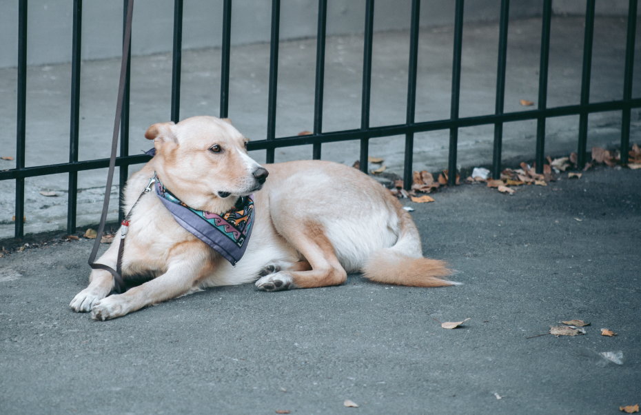 dogs, pets, dog anxiety, dog studies, dog psychology, pet psychology