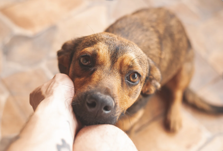 dogs, pets, dog anxiety, dog studies, dog psychology, pet psychology