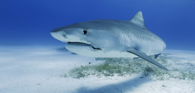 sharks, water, ocean, hunting, shark hunter, ocean floor, hungry shark