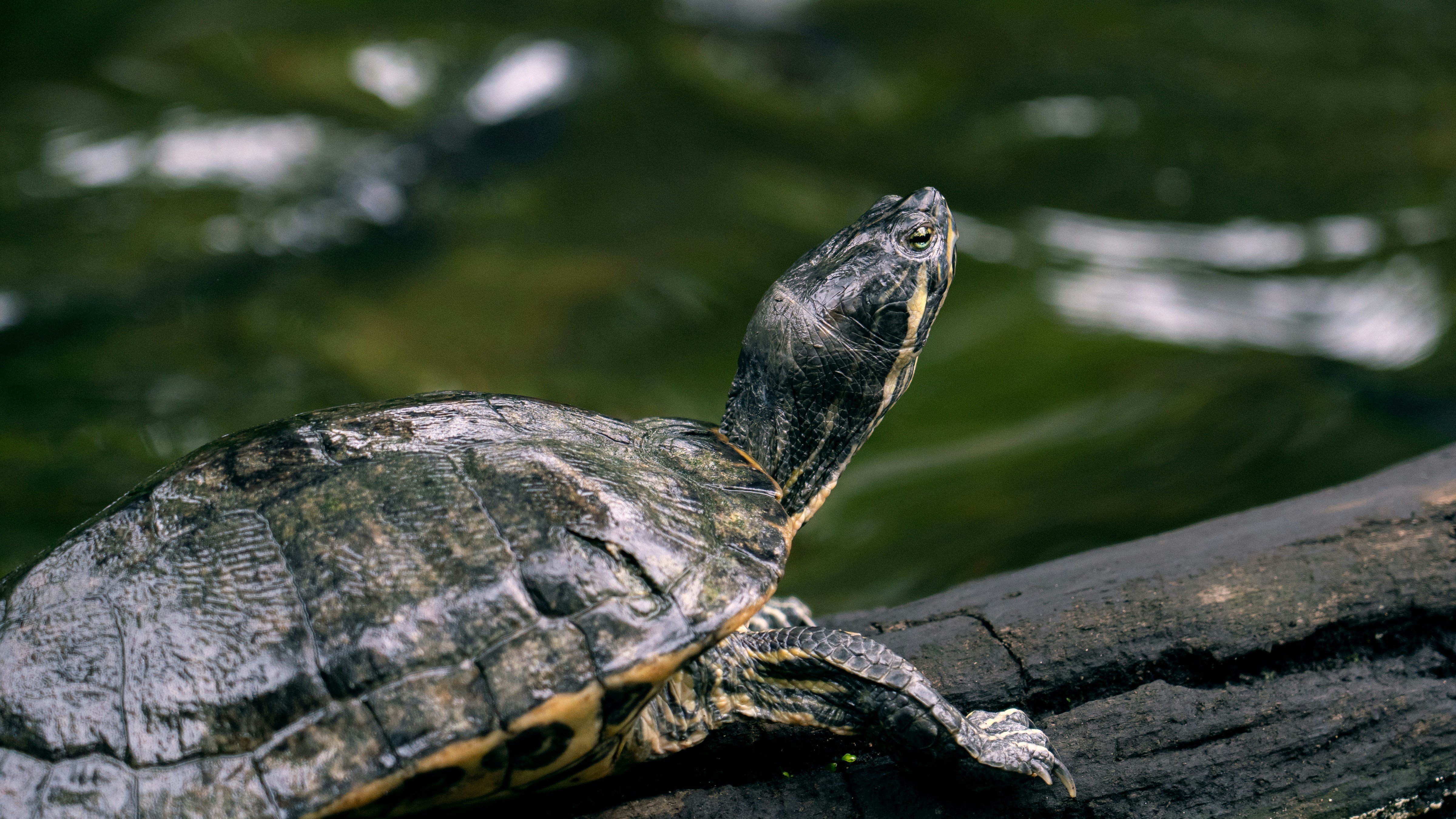 turtle, reptile, wildlife, ponds, nature