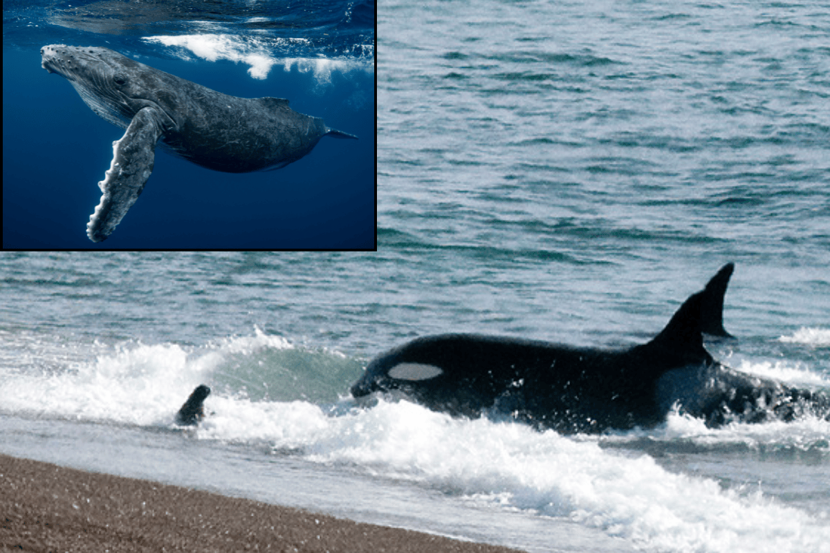 Watch two humpback whales desperately try to save a seal from hungry ...