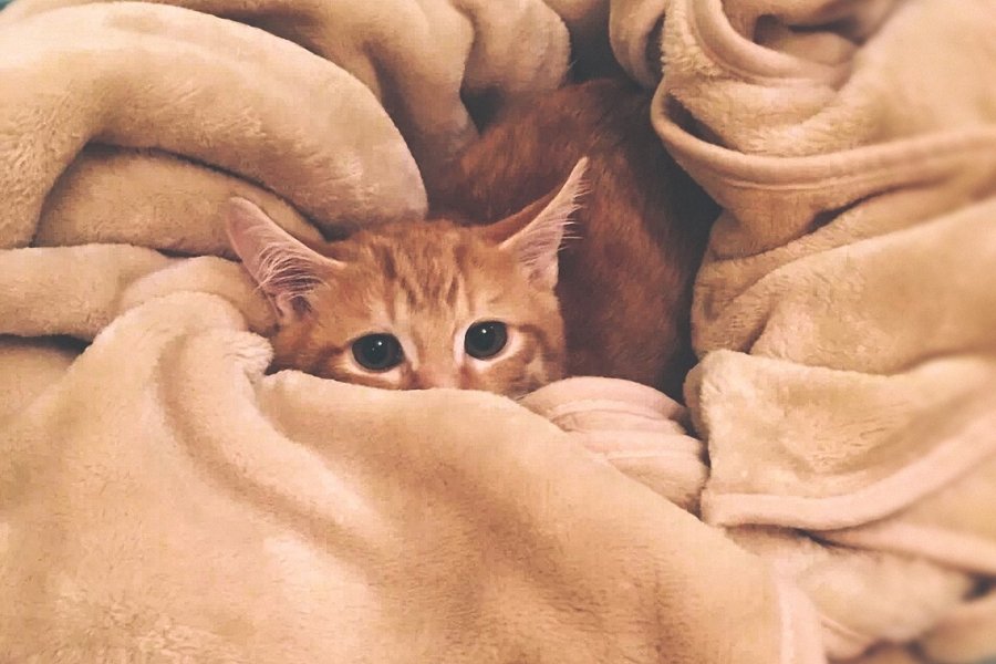 kitten, cats, doctors, hospital, eye infection