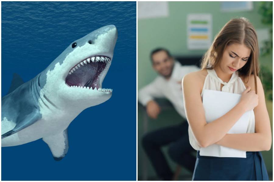 sharks, hunting shark, bullies, harassment, bully coworkers, mean employers, ocean floor