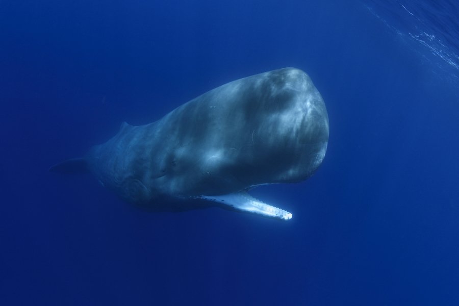 sperm whale, whale behavior, sperm whale calf, marine biology, wildlife