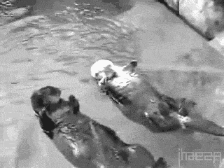 Brazil; forest camera, wild life, interesting wild life, man builds puddle, puddle in forest, animals, rainforest, conservation, cute