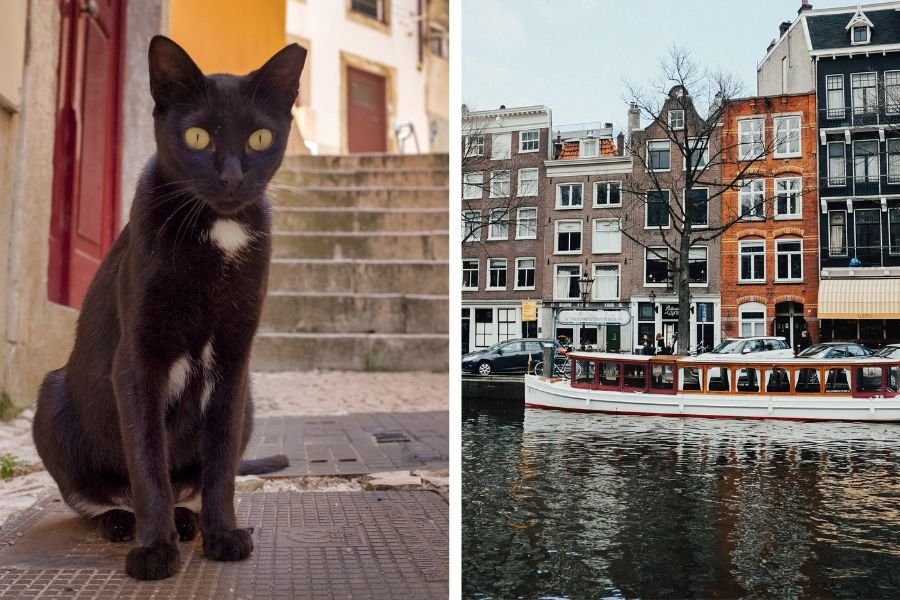 19 cats have drowned in Amsterdam's canals in the past 6 months. The city is taking action.