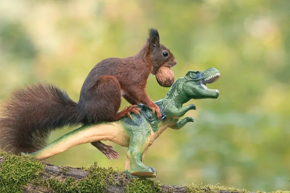 niki colemont, photography, squirrels, wildlife, nature, animals