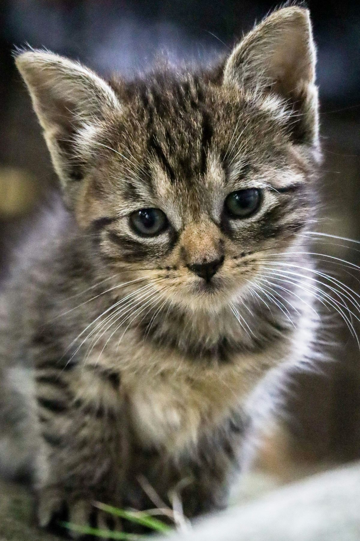 cats, dogs, pets, companionship, value